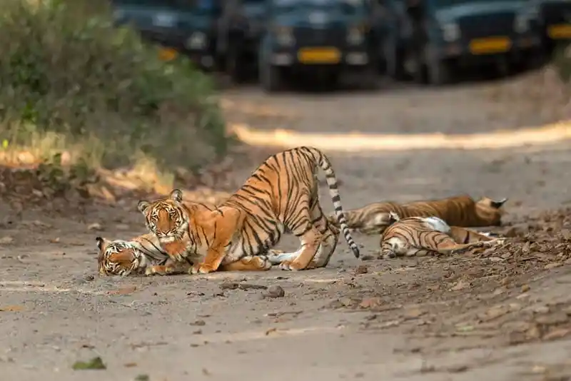 Jim Corbett National Park