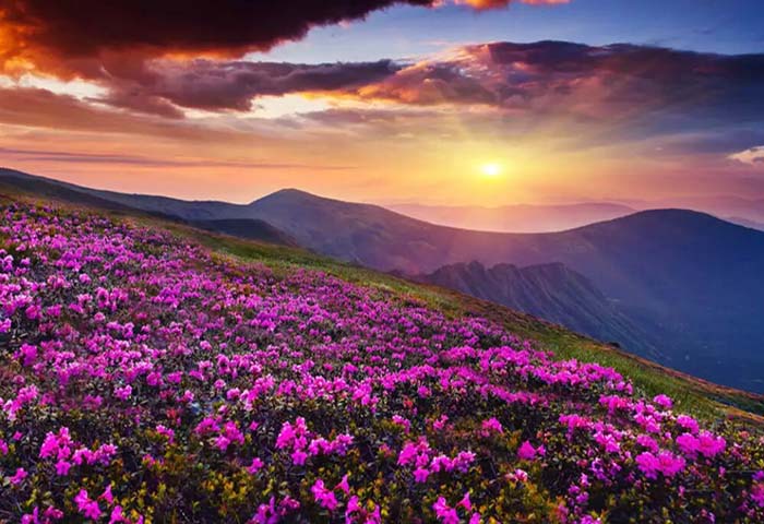 Valley of Flower